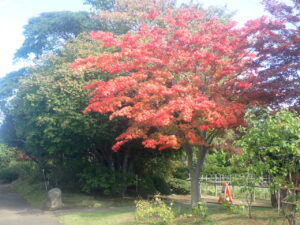 園路の紅葉