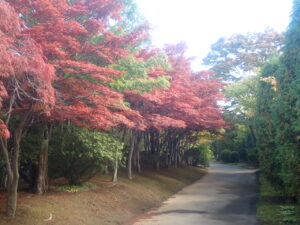 園路の紅葉
