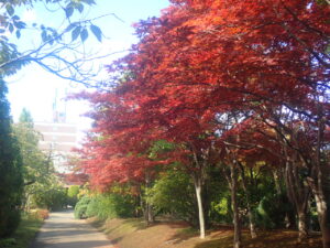 園路の紅葉
