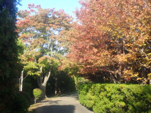 園路の紅葉