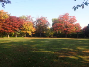 芝生広場の紅葉