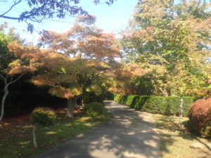 園路の紅葉