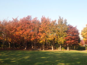 芝生広場の紅葉