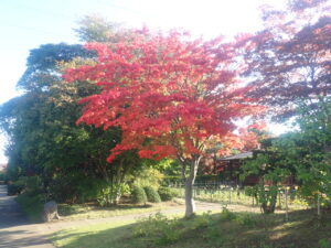 園路の紅葉
