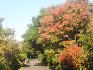 園路の紅葉