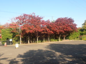 駐車場の紅葉