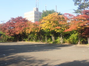 駐車場の紅葉