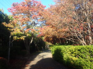 園路の紅葉