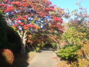 園路の紅葉