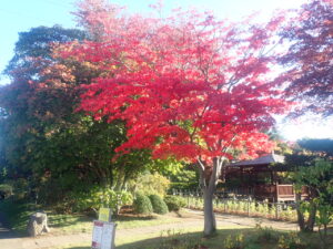 日本庭園の紅葉
