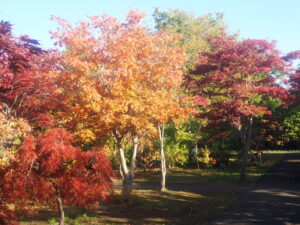 園路の紅葉