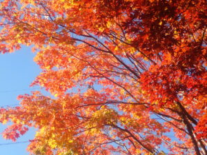 園路の紅葉