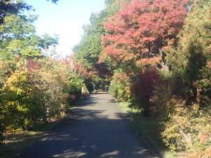 園路の紅葉