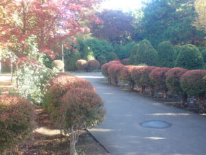 園路の紅葉