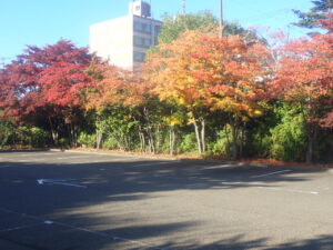 駐車場の紅葉