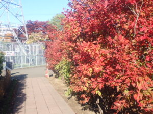 駐車場の紅葉