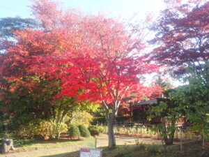 園路の紅葉