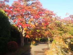 園路の紅葉