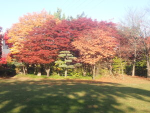 芝生広場の紅葉