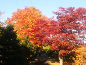 園路の紅葉