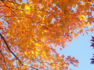 園路の紅葉