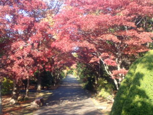 園路の紅葉