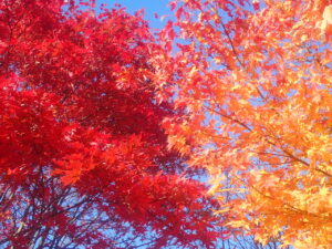 園路の紅葉