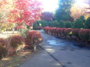 園路の紅葉