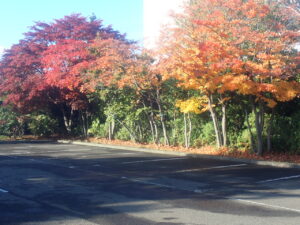 駐車場の紅葉