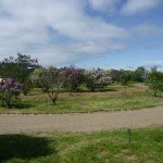 「川下公園「ライラックの森」開花情報」の画像