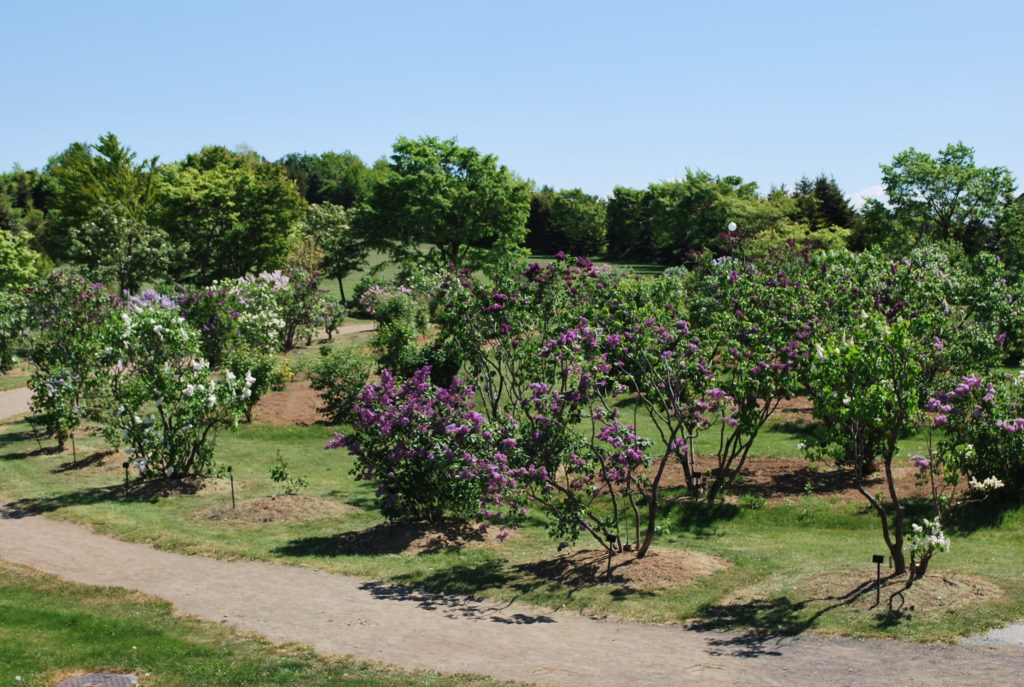 「5月25日ライラック情報　今が見ごろです！」の画像