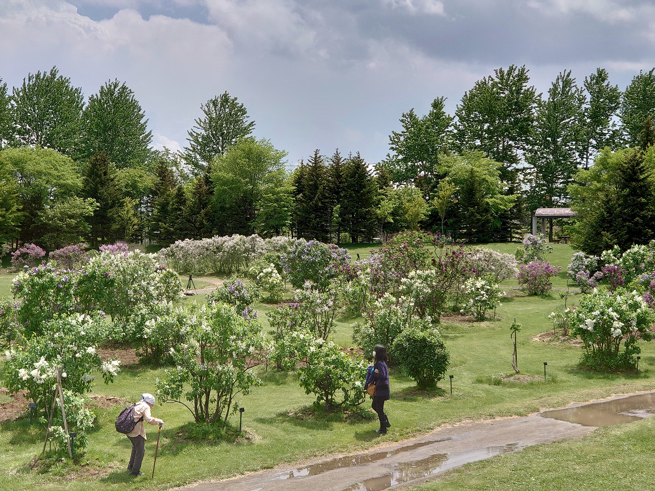 「ライラック開花情報5」の画像