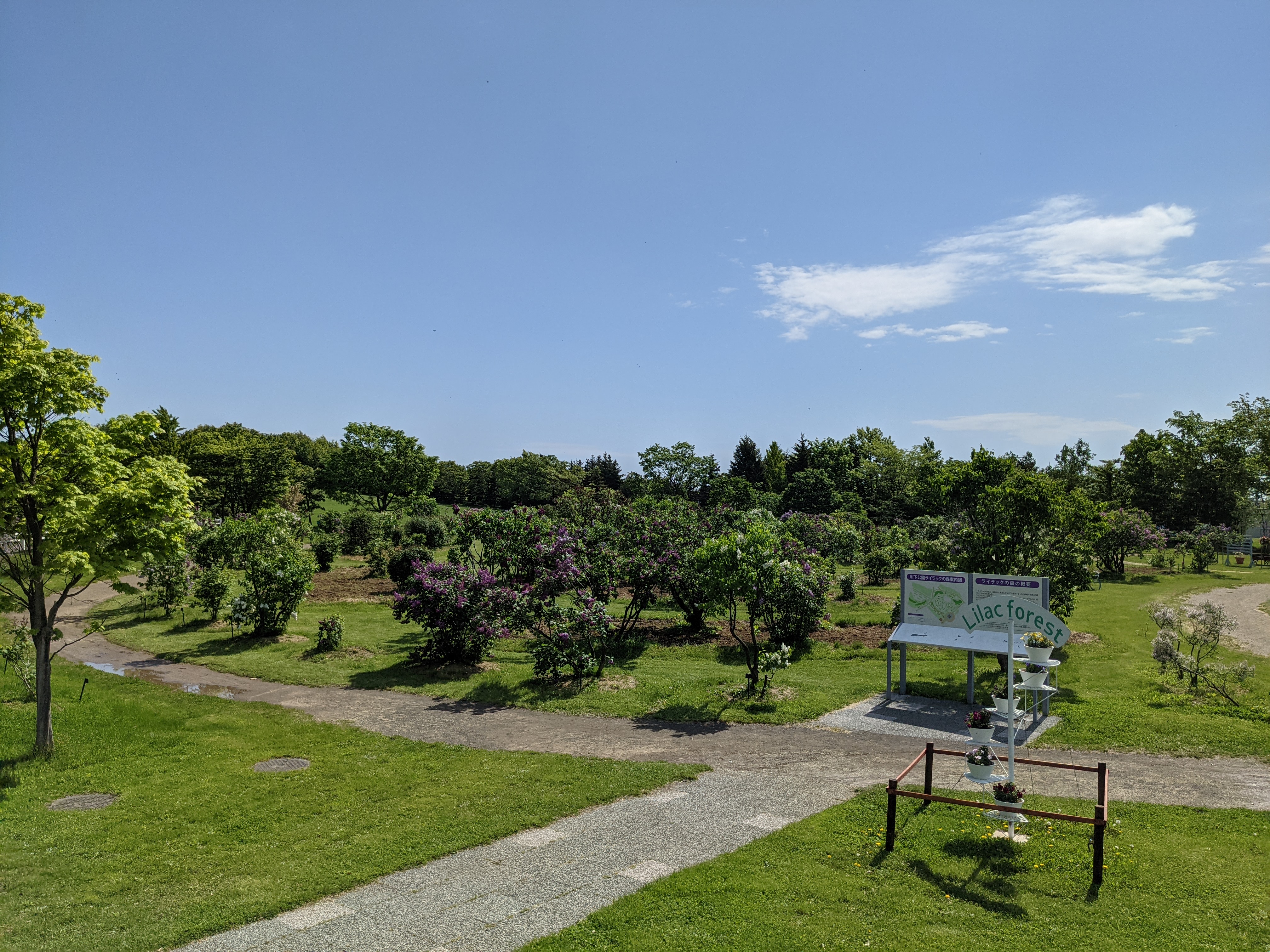 「今朝のライラックの森　2021.5.26」の画像