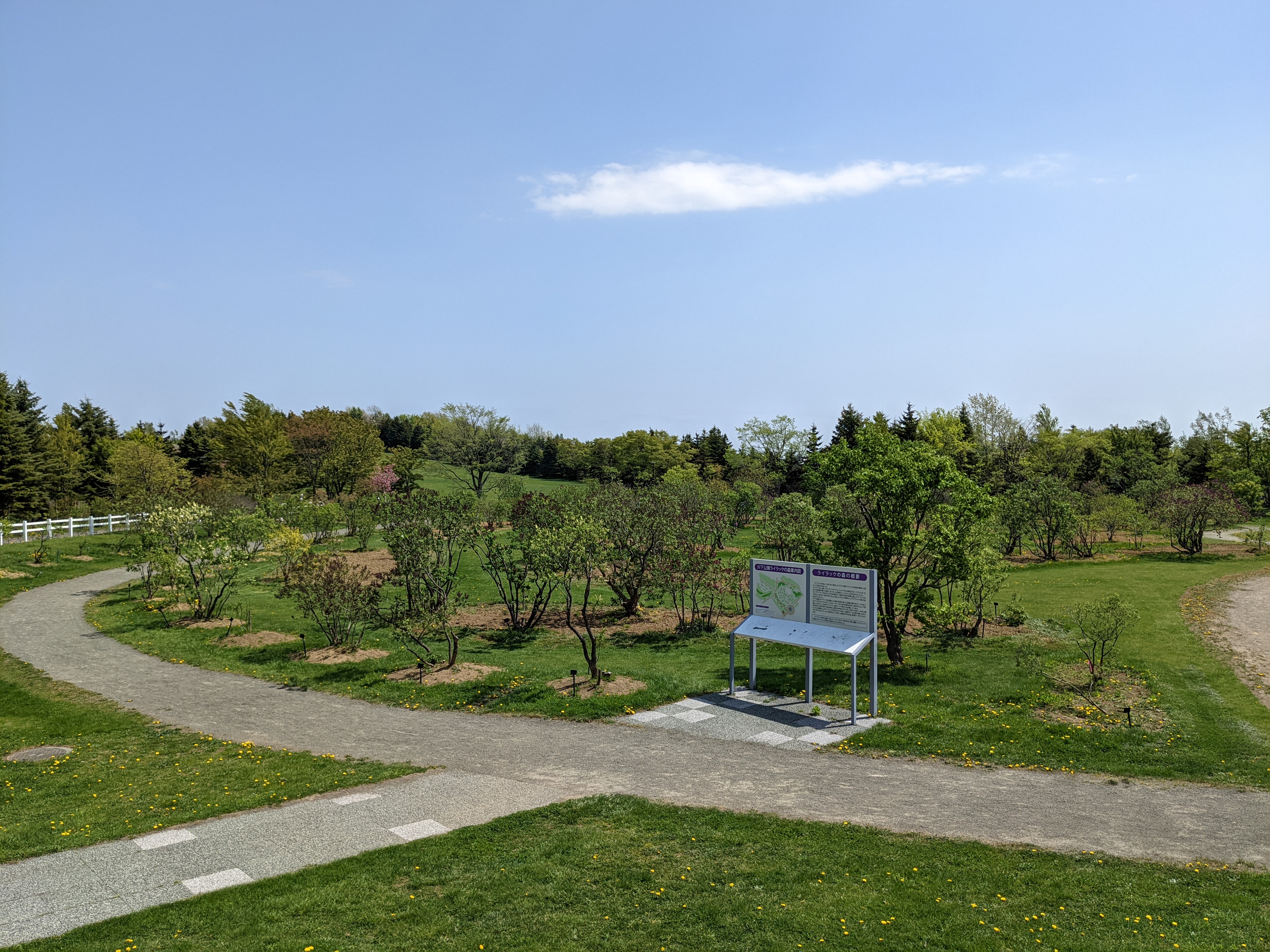 「今日のライラックの森の様子」の画像