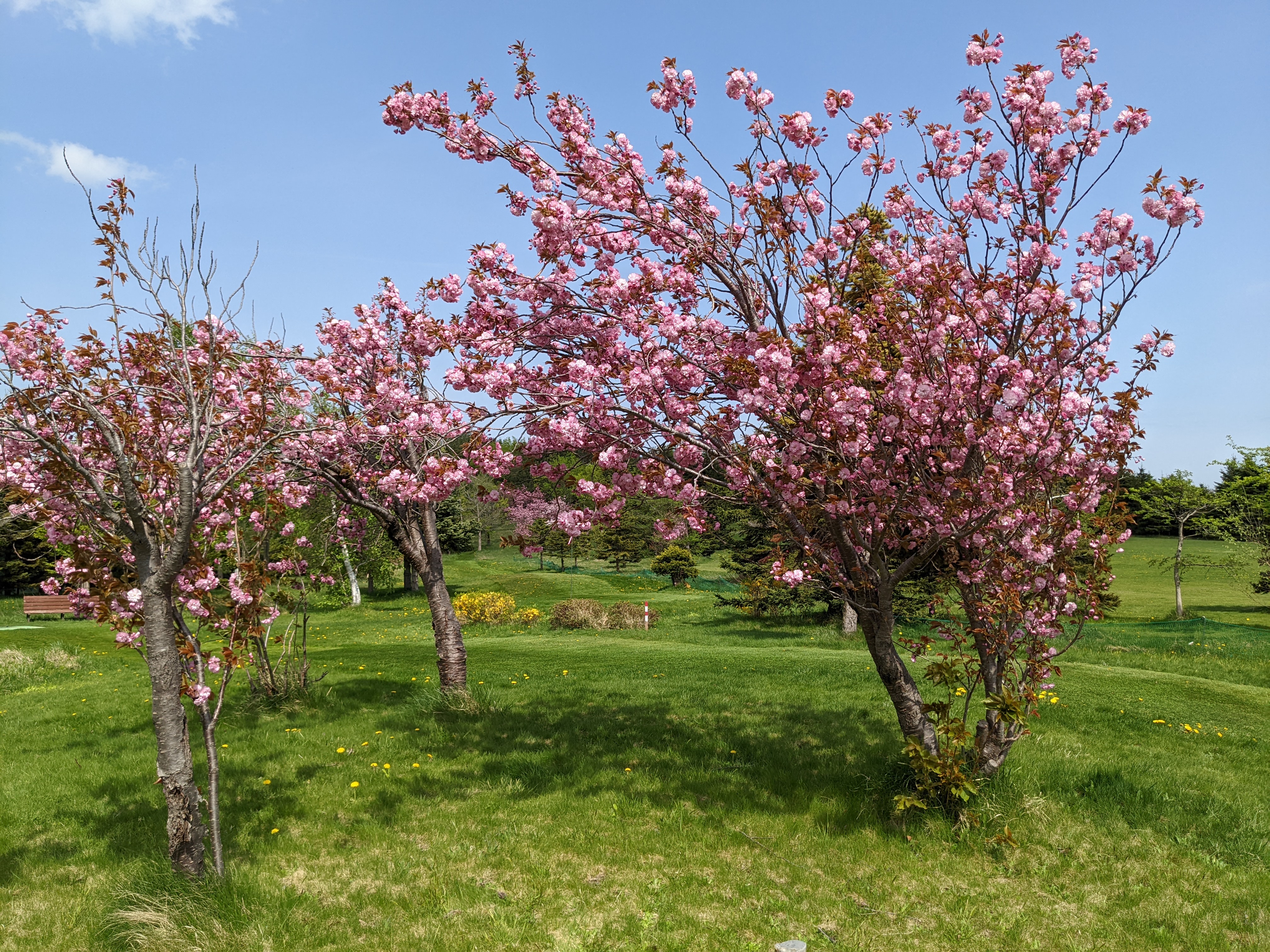 「サトザクラが見頃です！」の画像