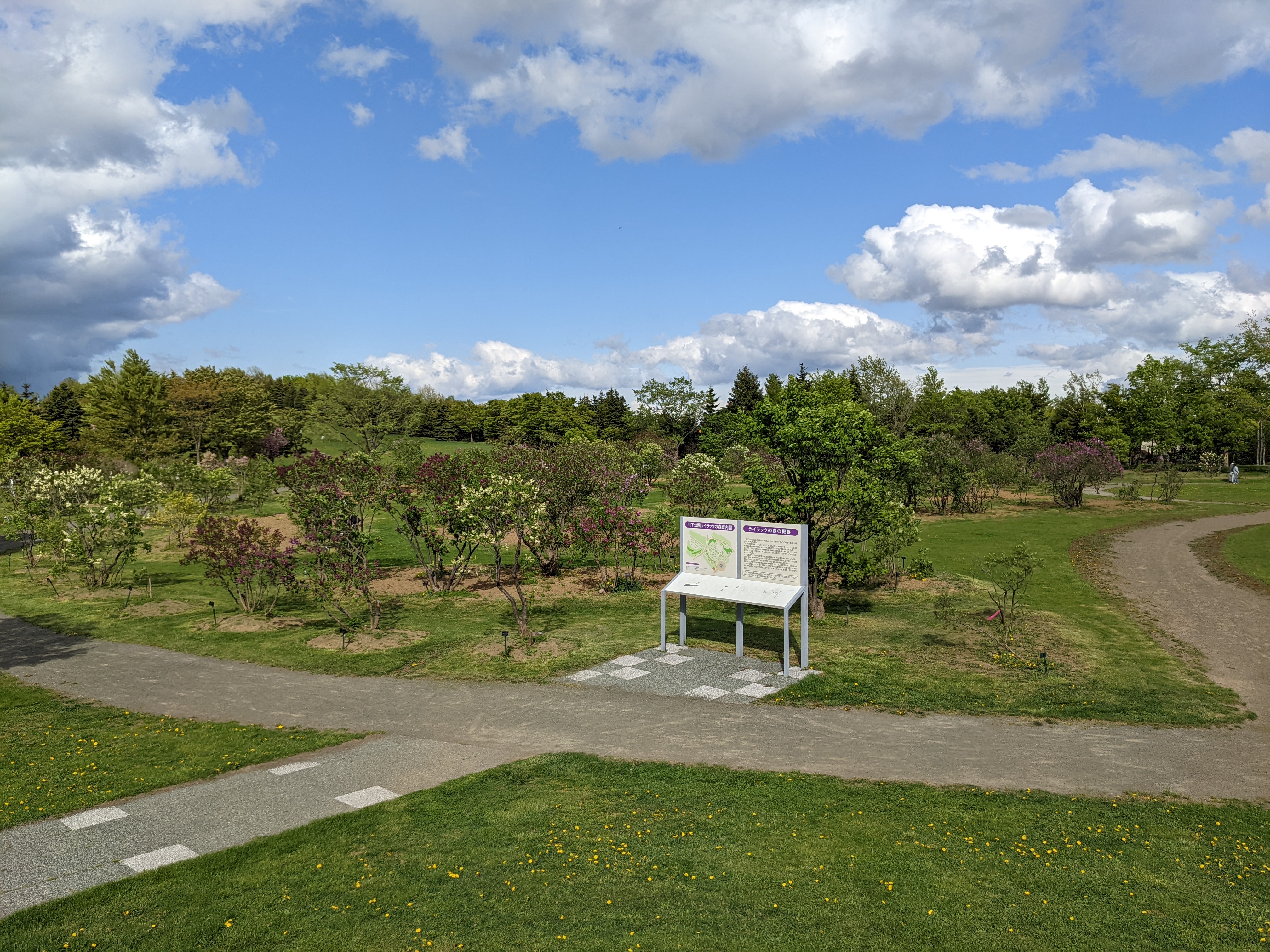 「今日のライラックの森の様子（5/14　午後３時）」の画像
