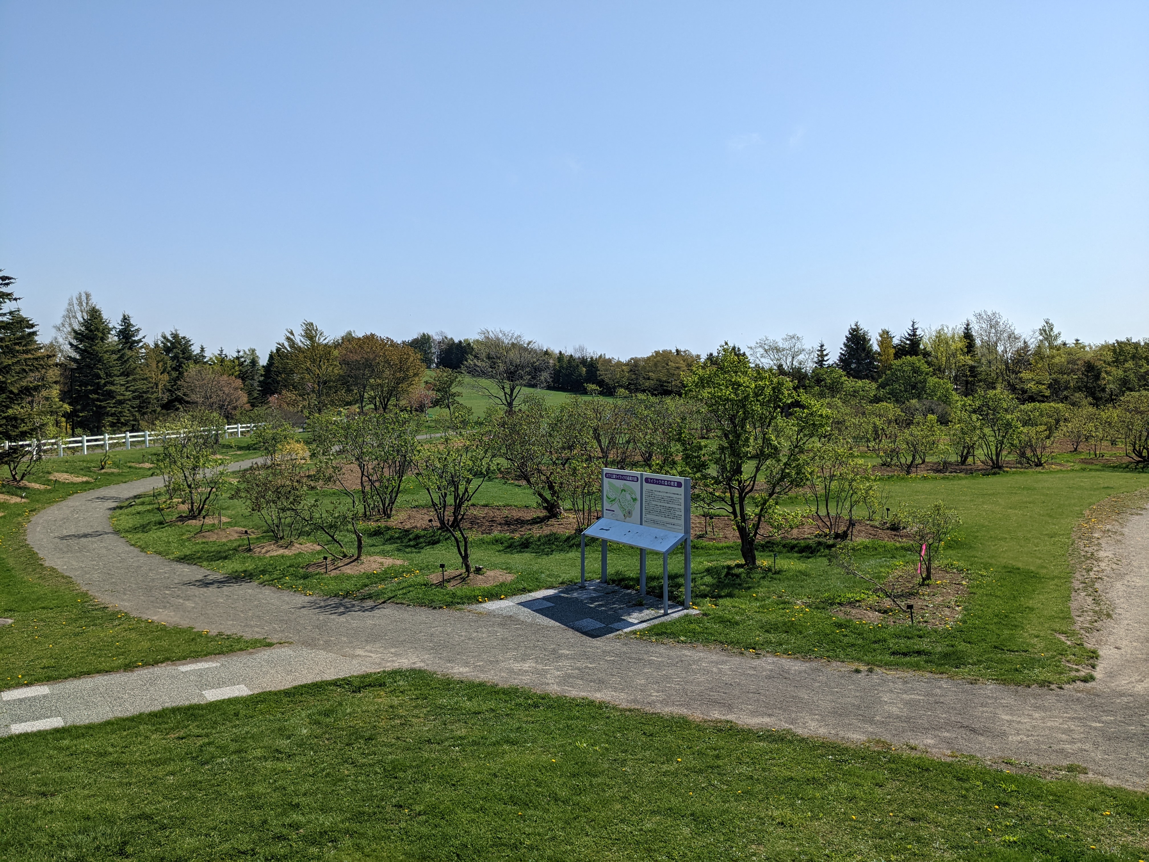 「今朝のライラックの森の様子」の画像