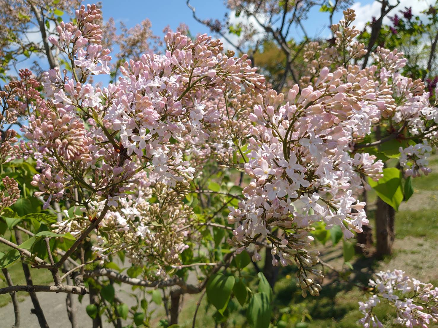 「今日のライラックの森の様子（5/15　午前9時）」の画像