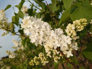 「ライラック開花情報5月19日」の画像