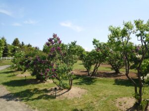 「ライラック開花情報５月20日」の画像