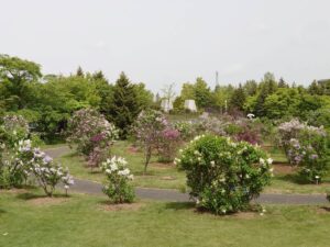 「ライラック開花情報5月22日」の画像