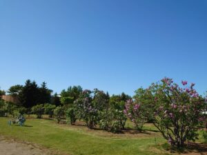 「ライラック開花情報5月24日」の画像