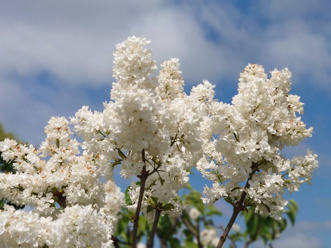 「ライラック情報」の画像