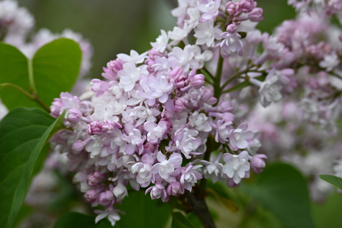 「ライラック情報」の画像