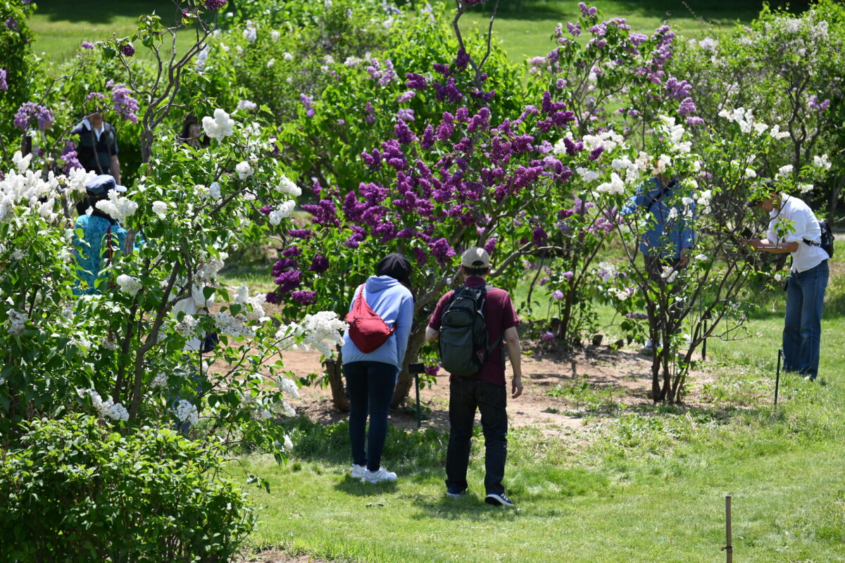 「ライラックまつり二日目。」の画像