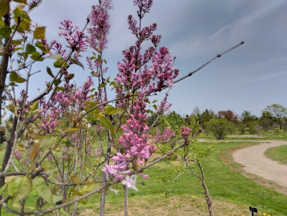 「ライラック情報」の画像