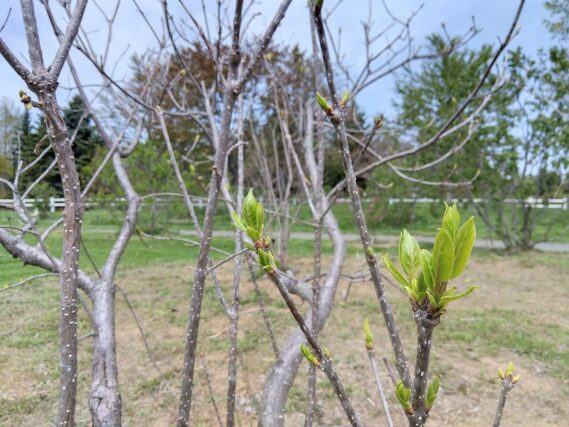 ライラック枝先から出てきた葉