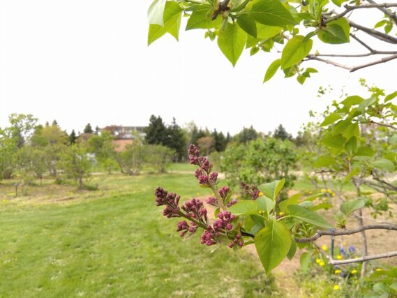 濃い赤紫色したライラックの蕾