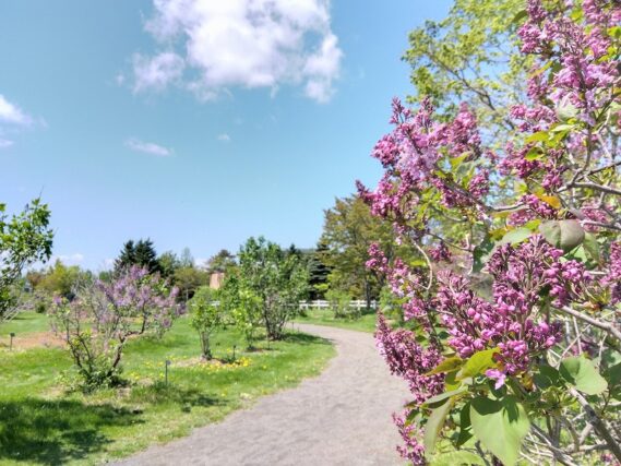 「ライラック情報」の画像