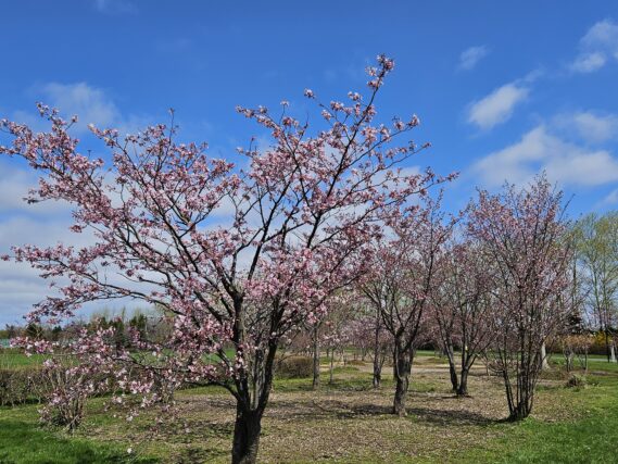 「サクラの開花状況」の画像